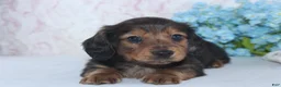 Miniature Dachshund dogs for sale: Stanley - Ad 2