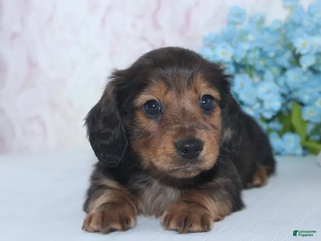 Miniature Dachshund dogs for sale: Stanley - Ad 2