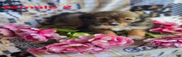Mixed Breed dogs for sale: Mixed Breed 3 - Ad 7