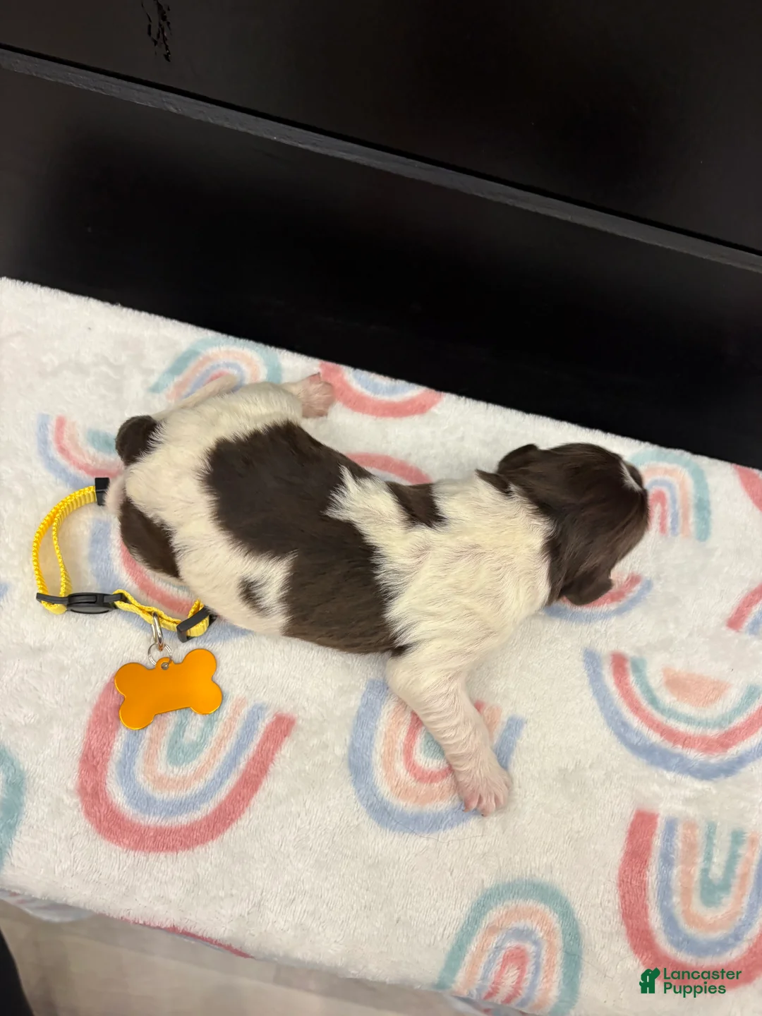 Newfoundland dogs for sale: Brooklyn  - Ad 2