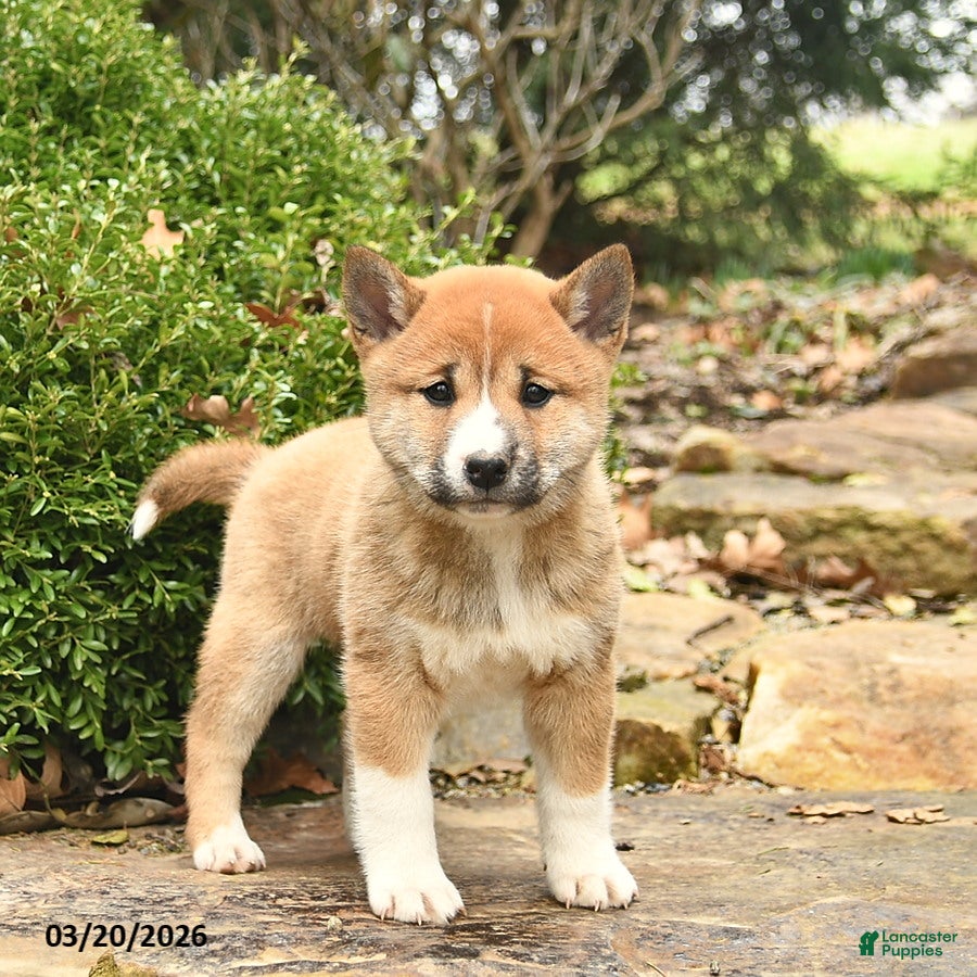 Shiba Inu dogs Diamond  - Ad 1