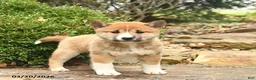 Shiba Inu dogs for sale: Diamond  - Ad 1