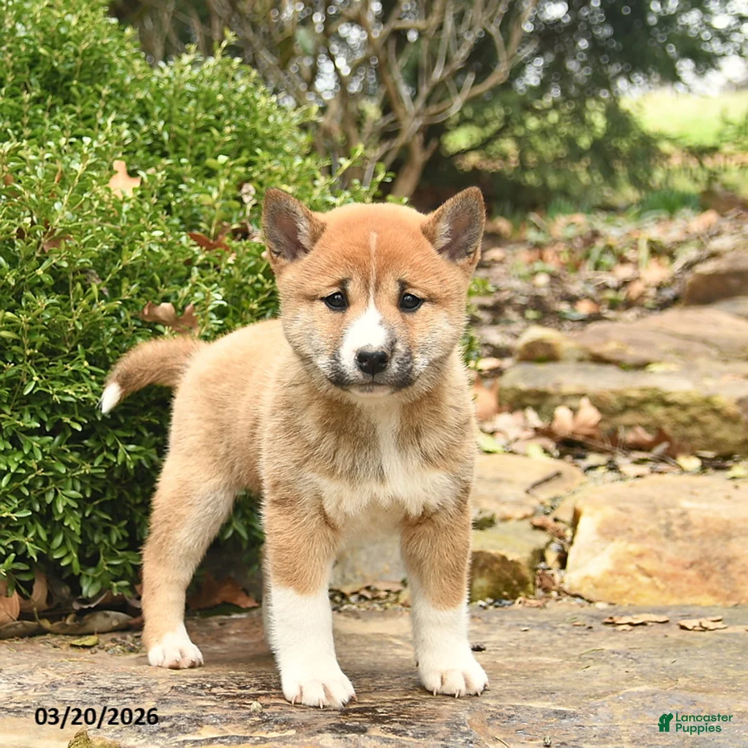 Shiba Inu dogs for sale: Diamond  - Ad 1