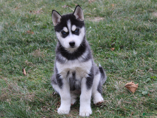Siberian Husky dogs Willow - Ad 26