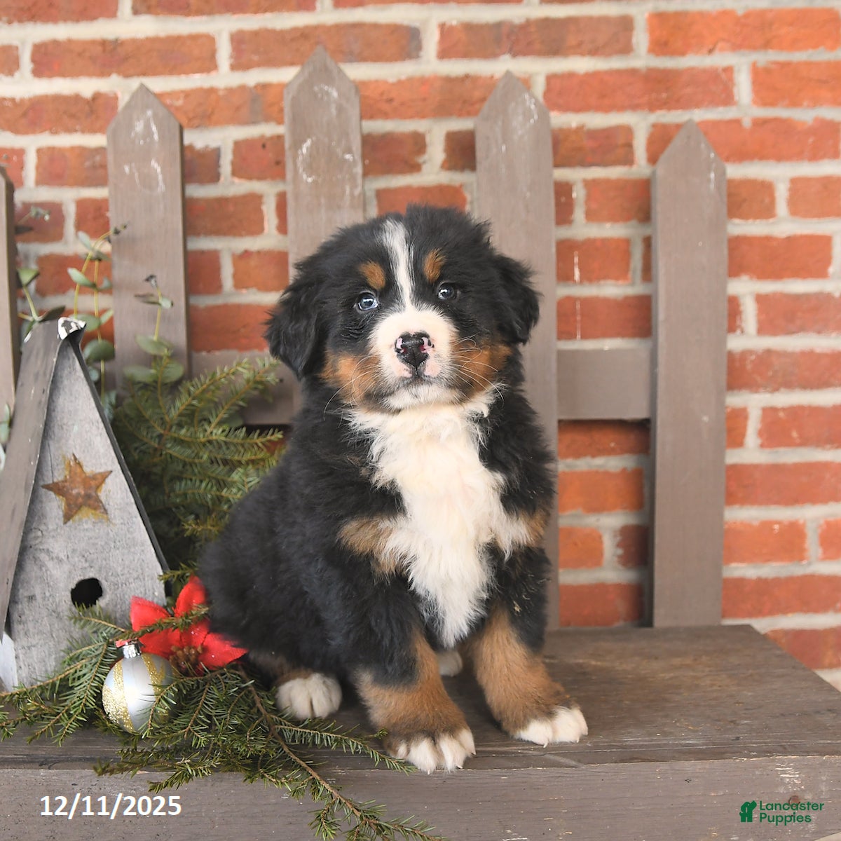Bernese Mountain Dog dogs Bruno - Ad 26