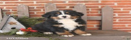 Bernese Mountain Dog dogs for sale: Bruno - Ad 1