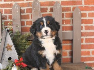 Bernese Mountain Dog dogs Bruno - Ad 18