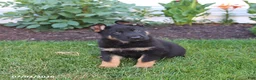 German Shepherd dogs for sale: Scout - Ad 5