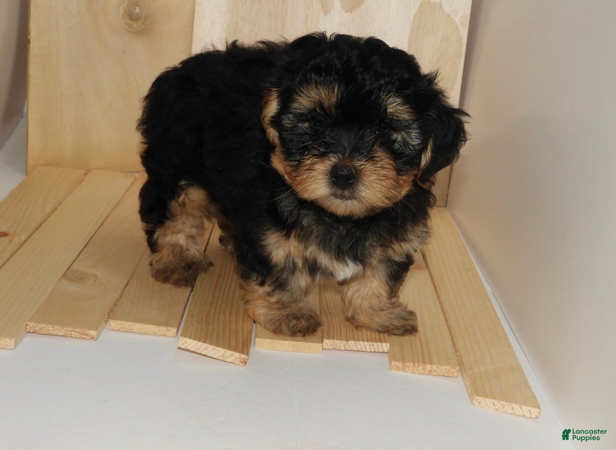 Mixed Breed dogs Mixed Breed Puppy 1 - Ad 4