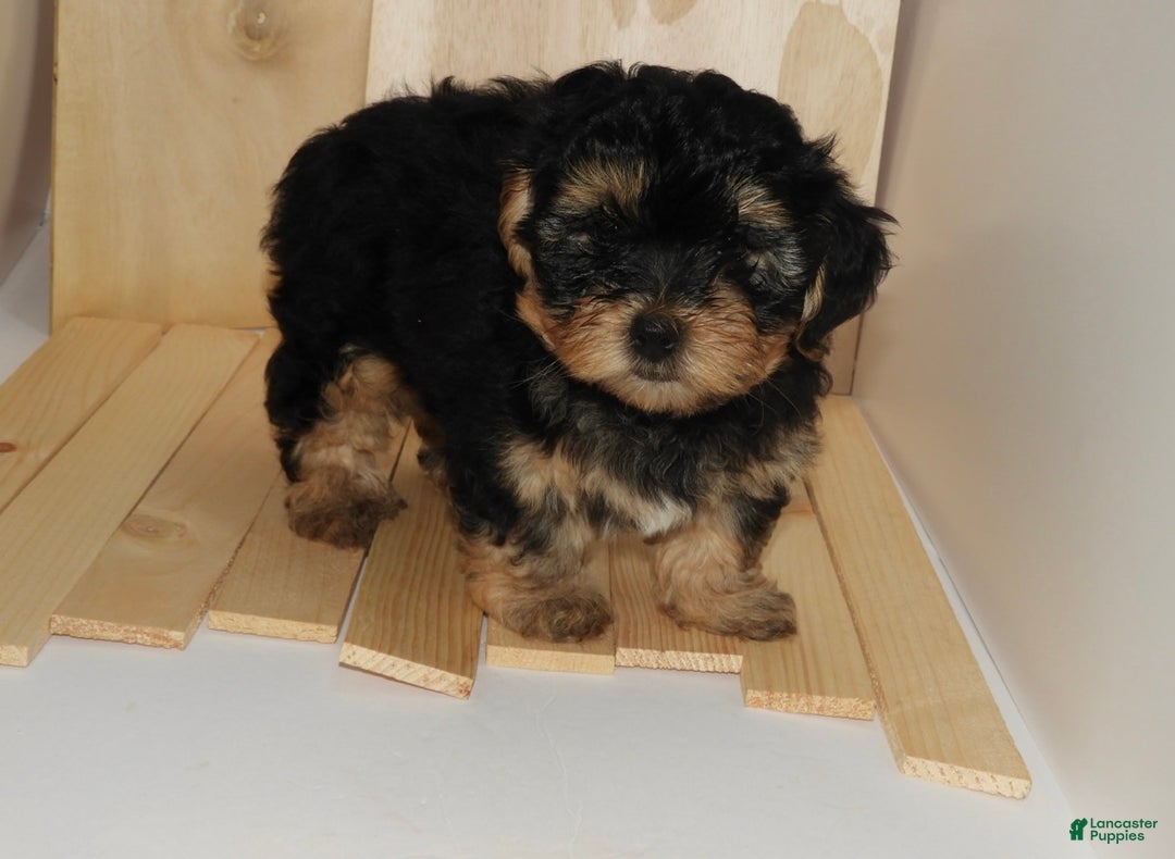 Mixed Breed dogs for sale: Mixed Breed Puppy 1 - Ad 1