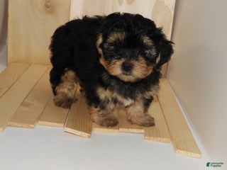 Mixed Breed dogs Mixed Breed Puppy 1 - Ad 4