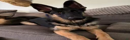 German Shepherd dogs for sale: Kayda - Ad 5