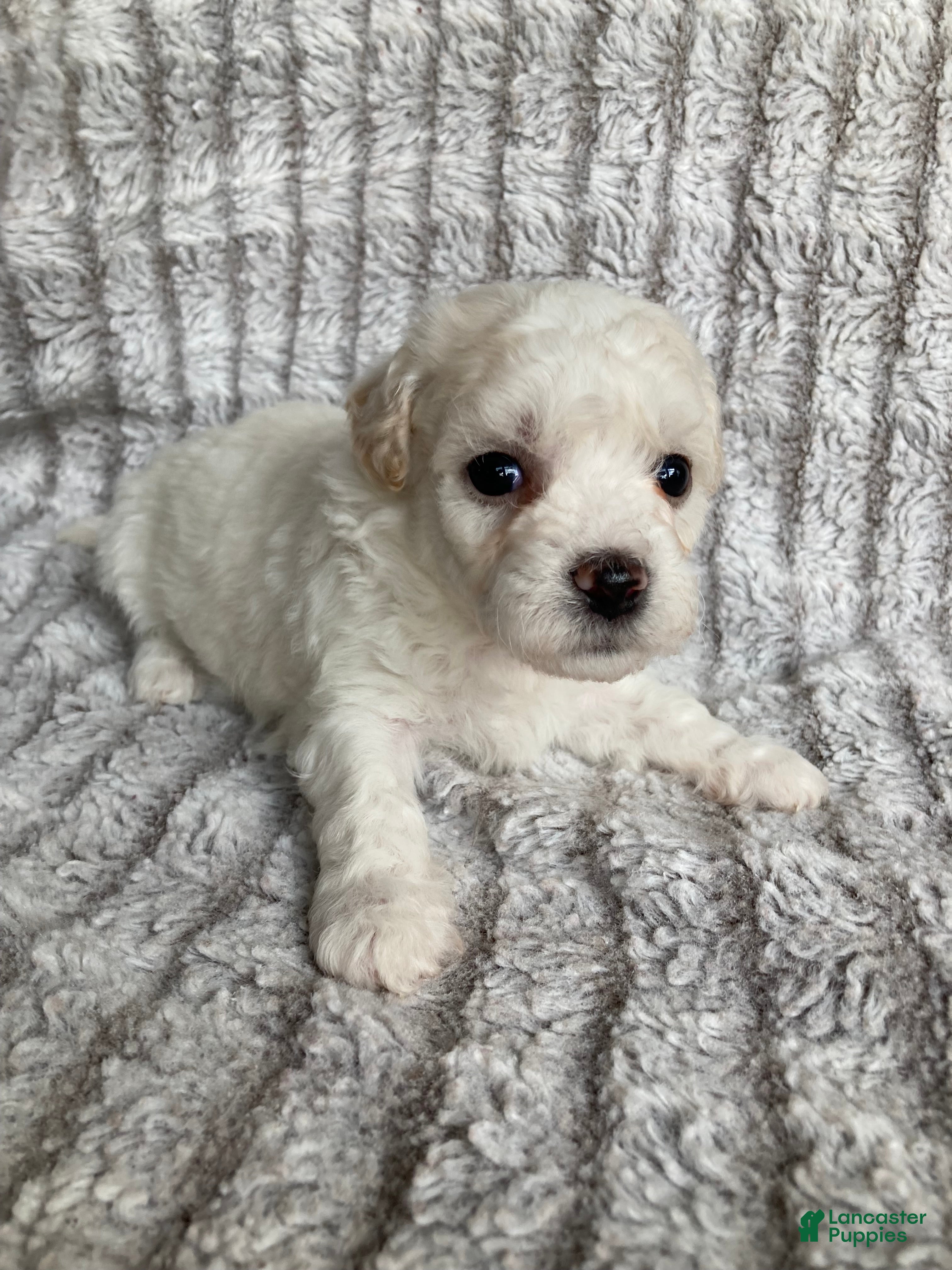 Mixed Breed dogs Koda - Ad 2