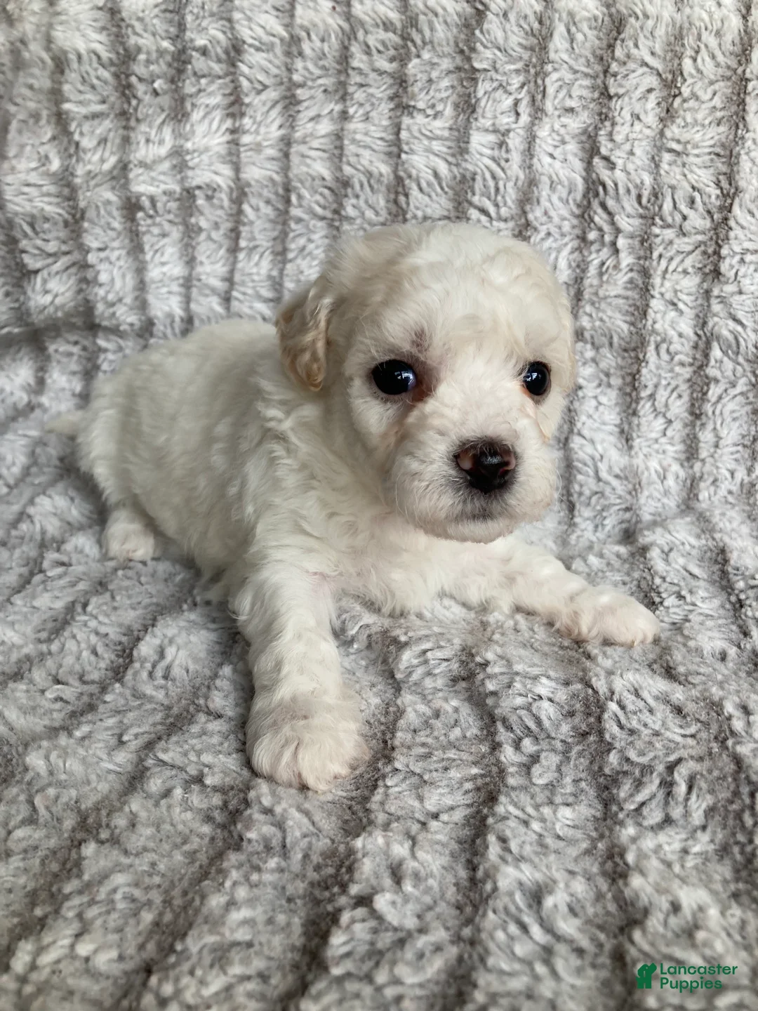 Mixed Breed dogs for sale: Koda - Ad 2