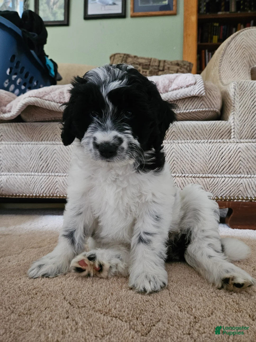 Bordoodle dogs for sale: Mable - Ad 2