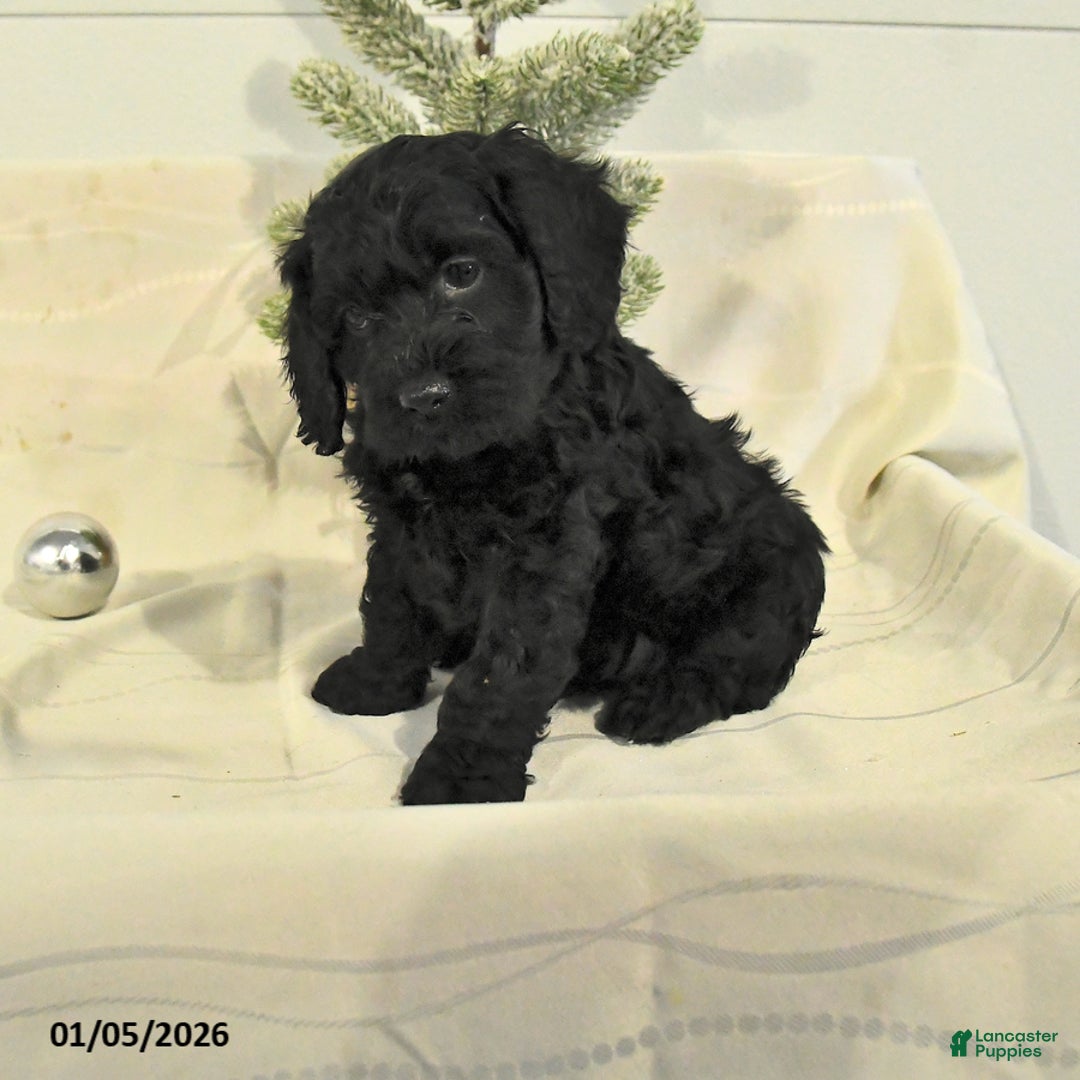 Cockapoo dogs for sale: Bruce - Ad 1