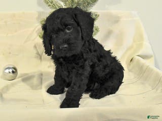 Cockapoo dogs Bruce - Ad 35