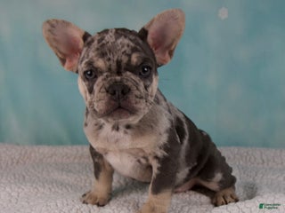 French Bulldog dogs Twila - Ad 4
