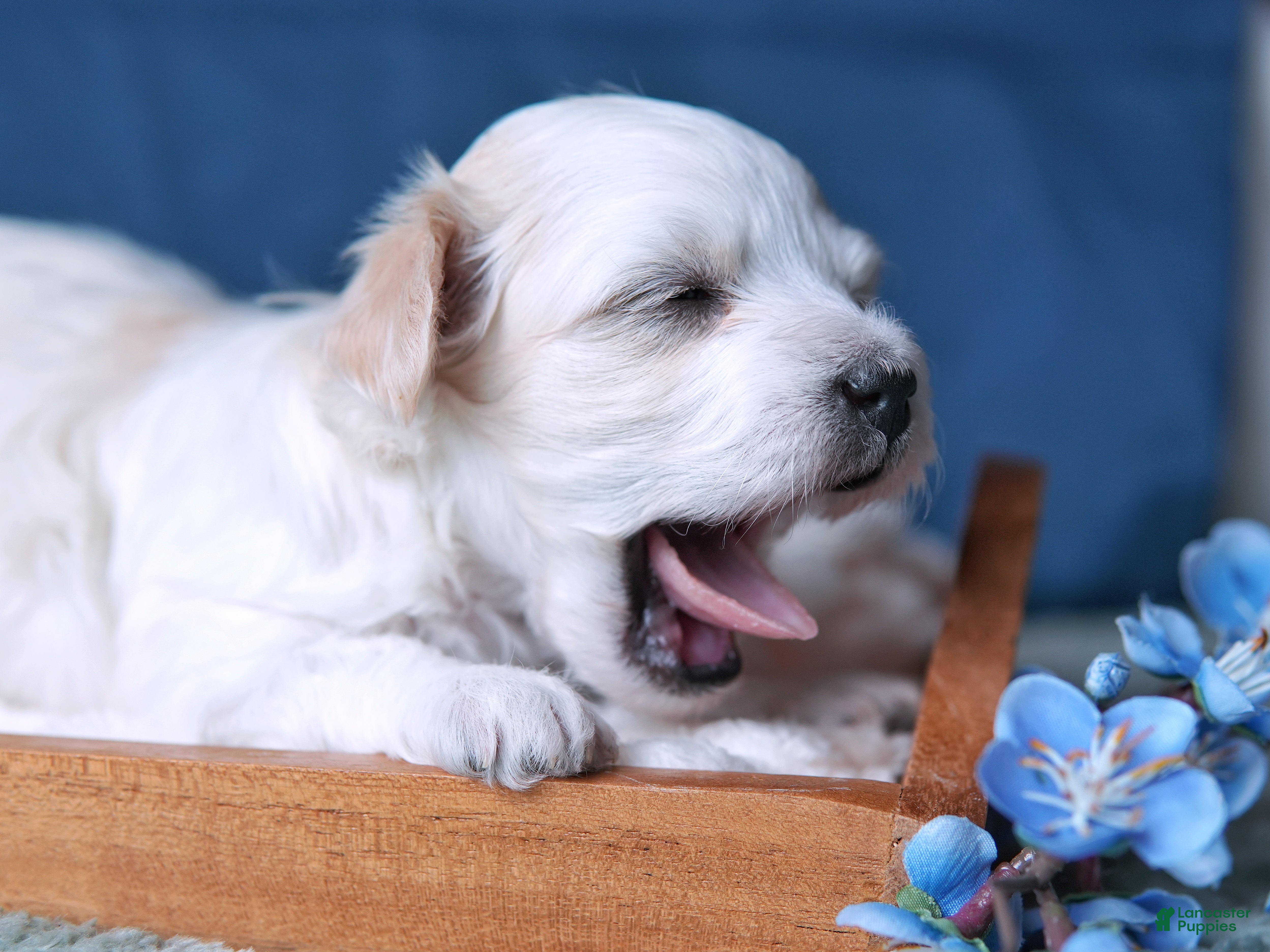 Coton De Tulear dogs Ruger - Ad 1