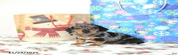Miniature Dachshund dogs for sale: Bubbles - Ad 5