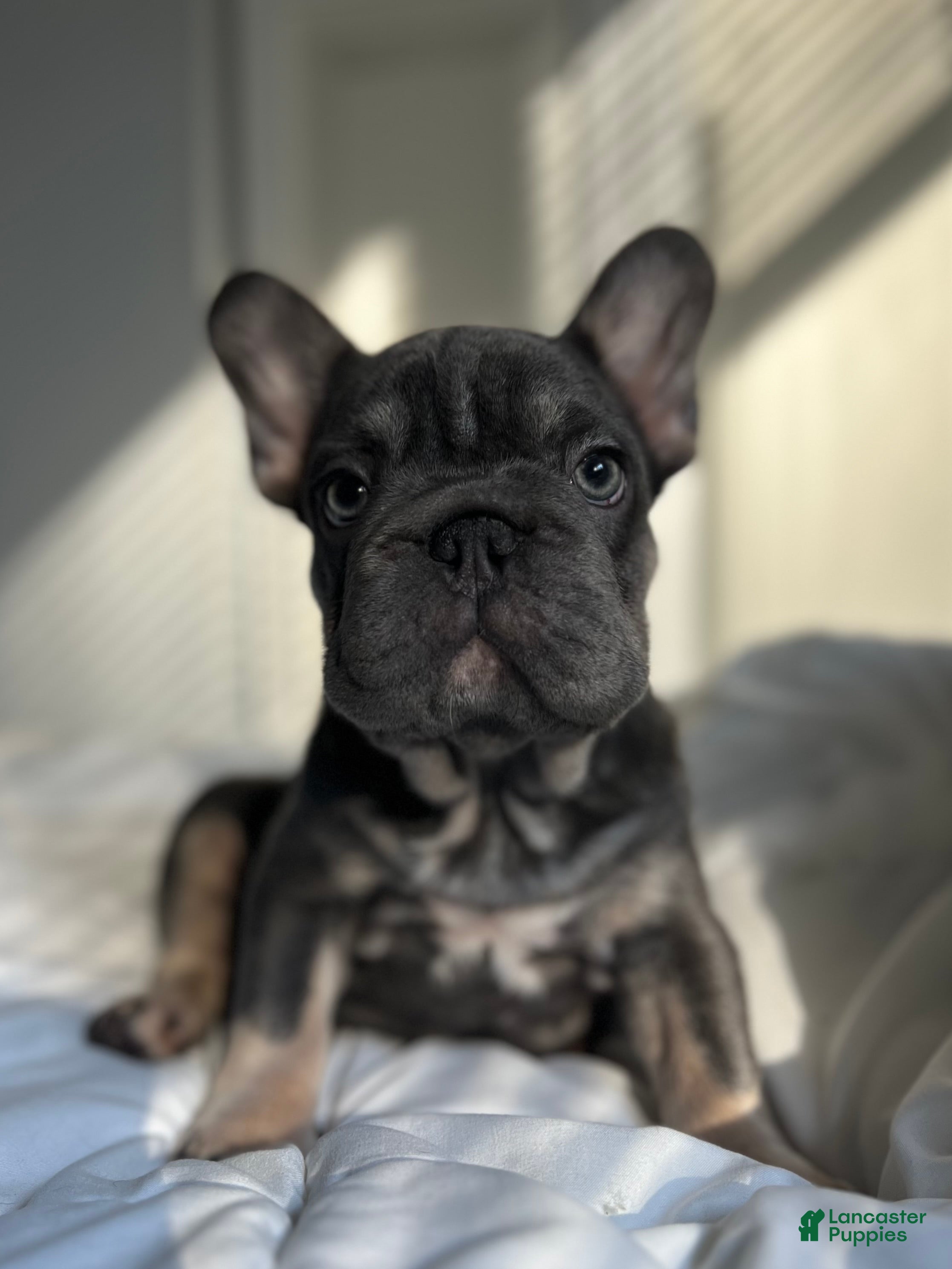 French Bulldog dogs Blue - Ad 2