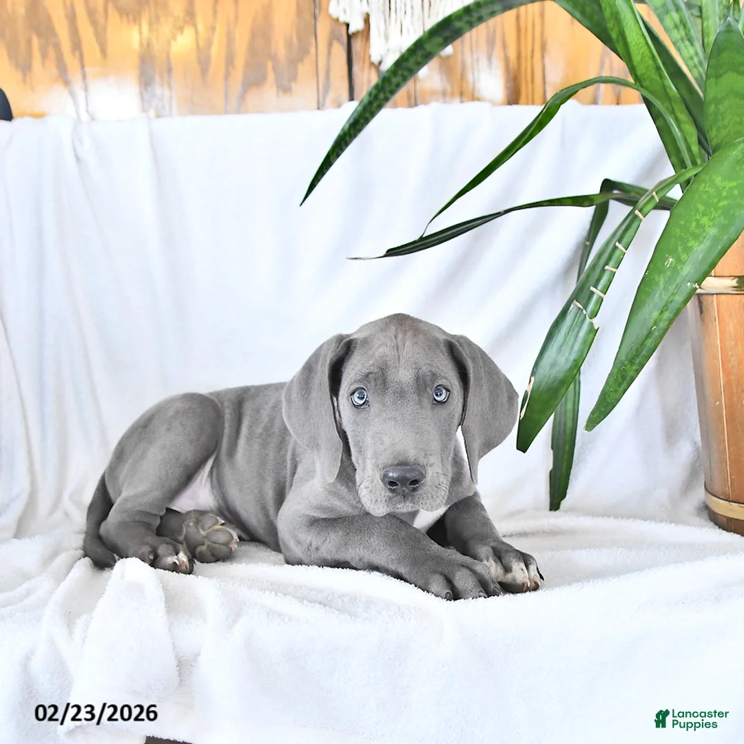 Great Dane dogs for sale: Dylan - Ad 4