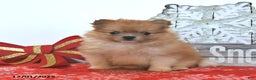 Pomeranian dogs for sale: Snowball  - Ad 1