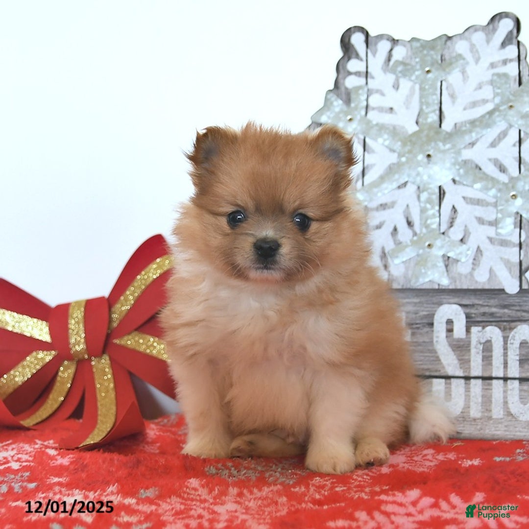Pomeranian dogs for sale: Snowball  - Ad 1