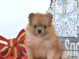 Pomeranian dogs Snowball - Ad 27