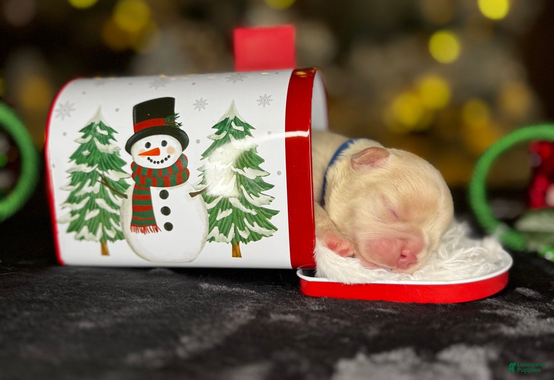 French Bulldog dogs for sale: AMOR - Ad 2