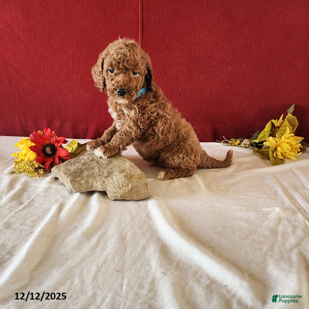 Goldendoodle dogs for sale: Harvey - Ad 2
