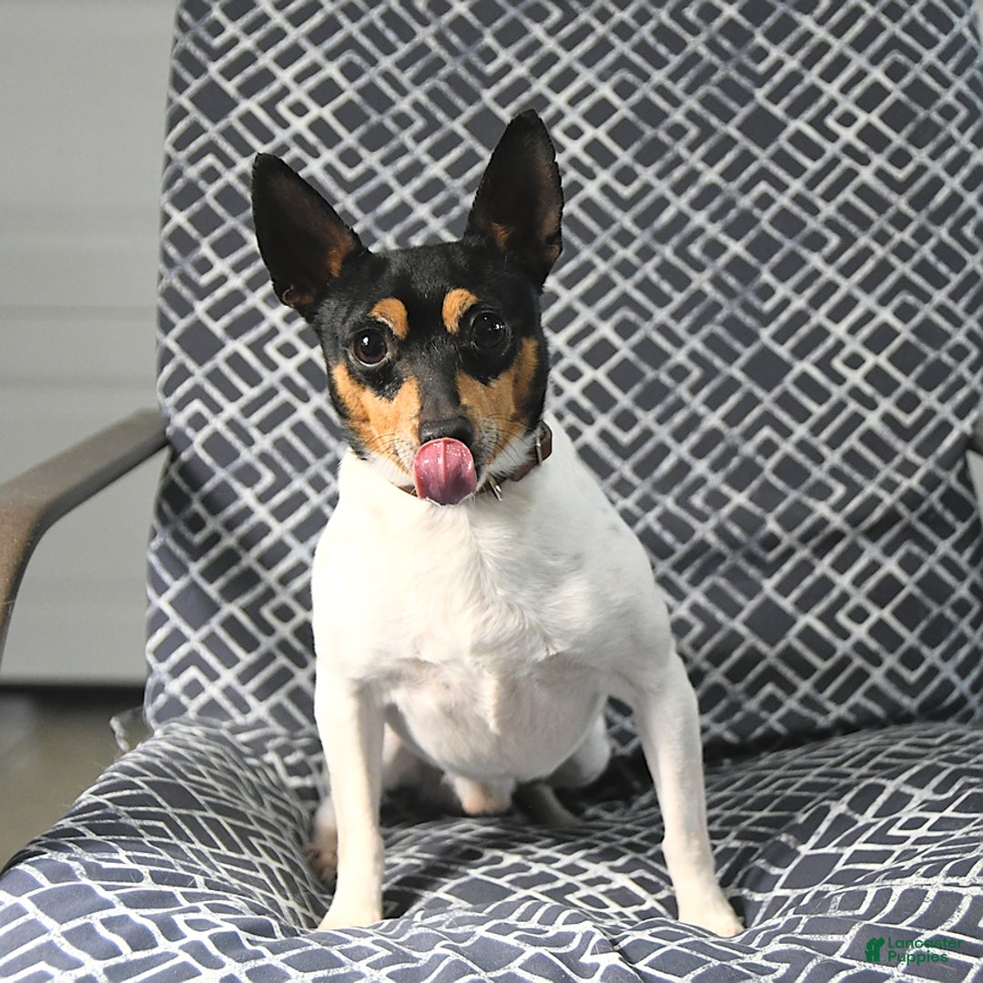 Toy Fox Terrier dogs for sale: Barry - Ad 7