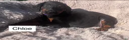 Doberman Pinscher dogs for sale: Chloe - Ad 4