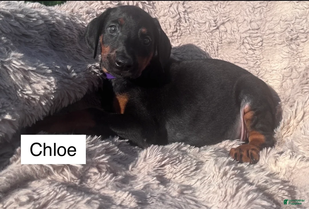 Doberman Pinscher dogs for sale: Chloe - Ad 4