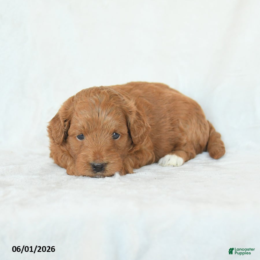 Cavapoo dogs Hope - Ad 2