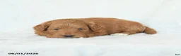 Cavapoo dogs for sale: Hope - Ad 2