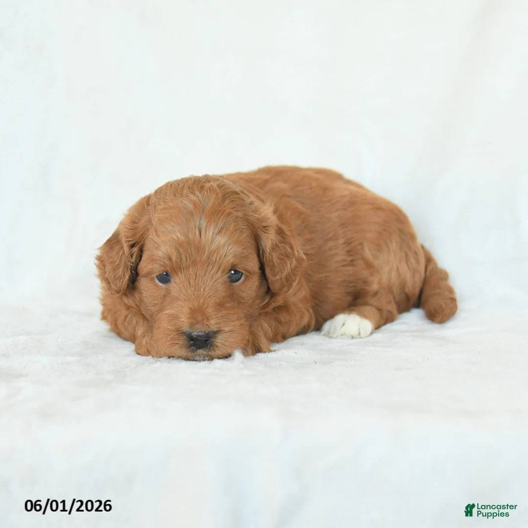 Cavapoo dogs for sale: Hope - Ad 2