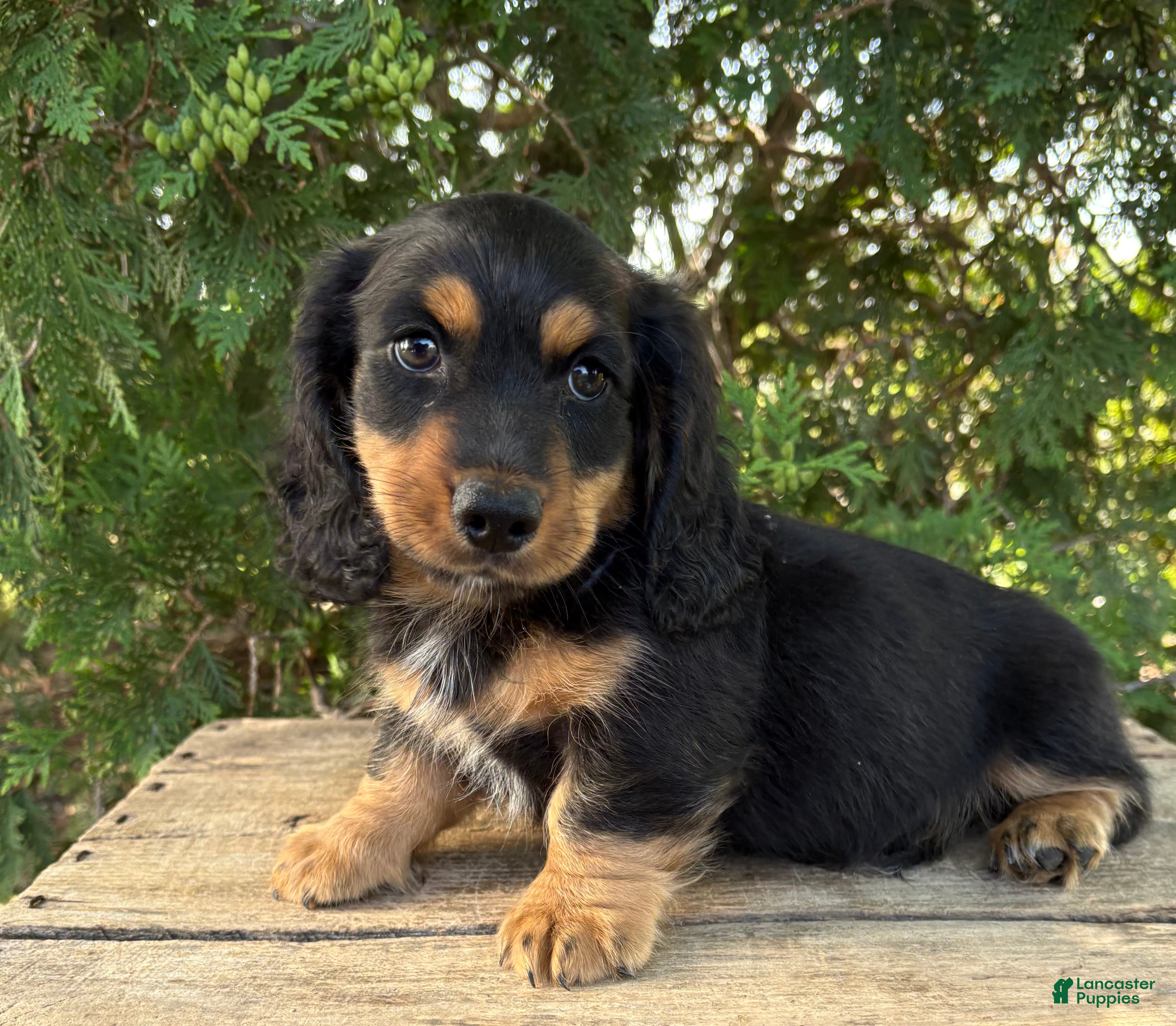 Dachshund dogs Bear - Ad 2