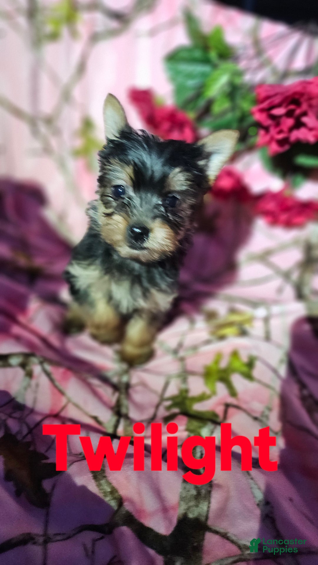 Morkie dogs for sale: TWILIGHT  - Ad 3