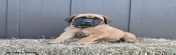 English Mastiff dogs for sale: Maggie - Ad 3