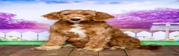 Goldendoodle dogs for sale: Jazz - Ad 4