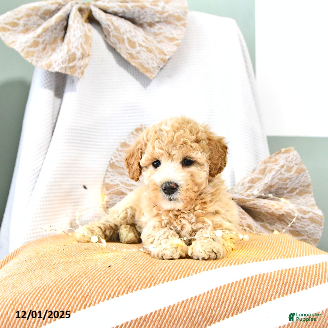 Miniature Poodle dogs for sale: Abby EXTRA SMALL - Ad 2