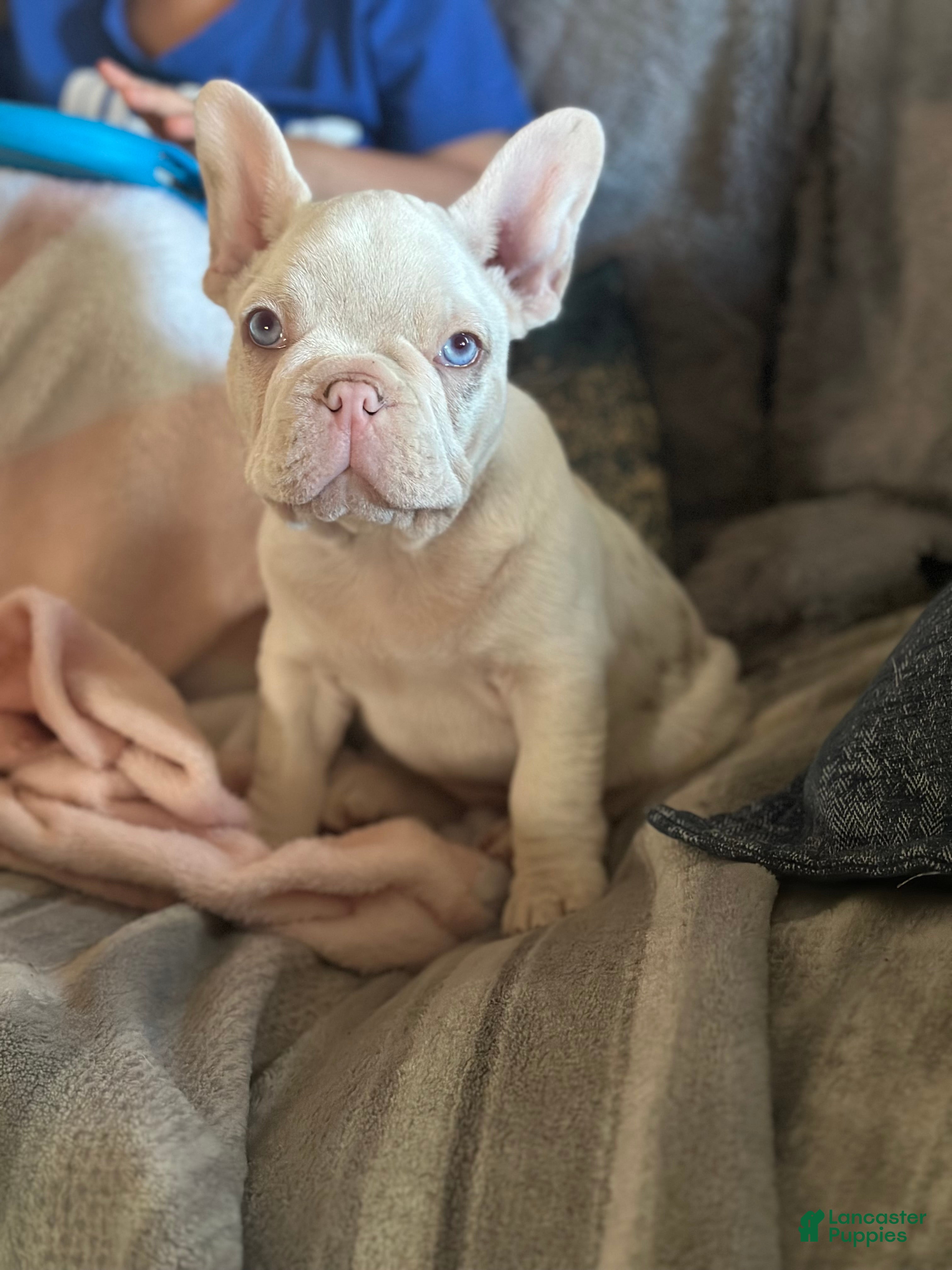 French Bulldog dogs Newshade isabella koi pink carrier - Ad 7