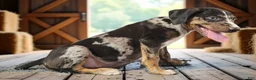 Catahoula Leopard Dog dogs for sale: Bug 2026 Male 3 - Ad 6