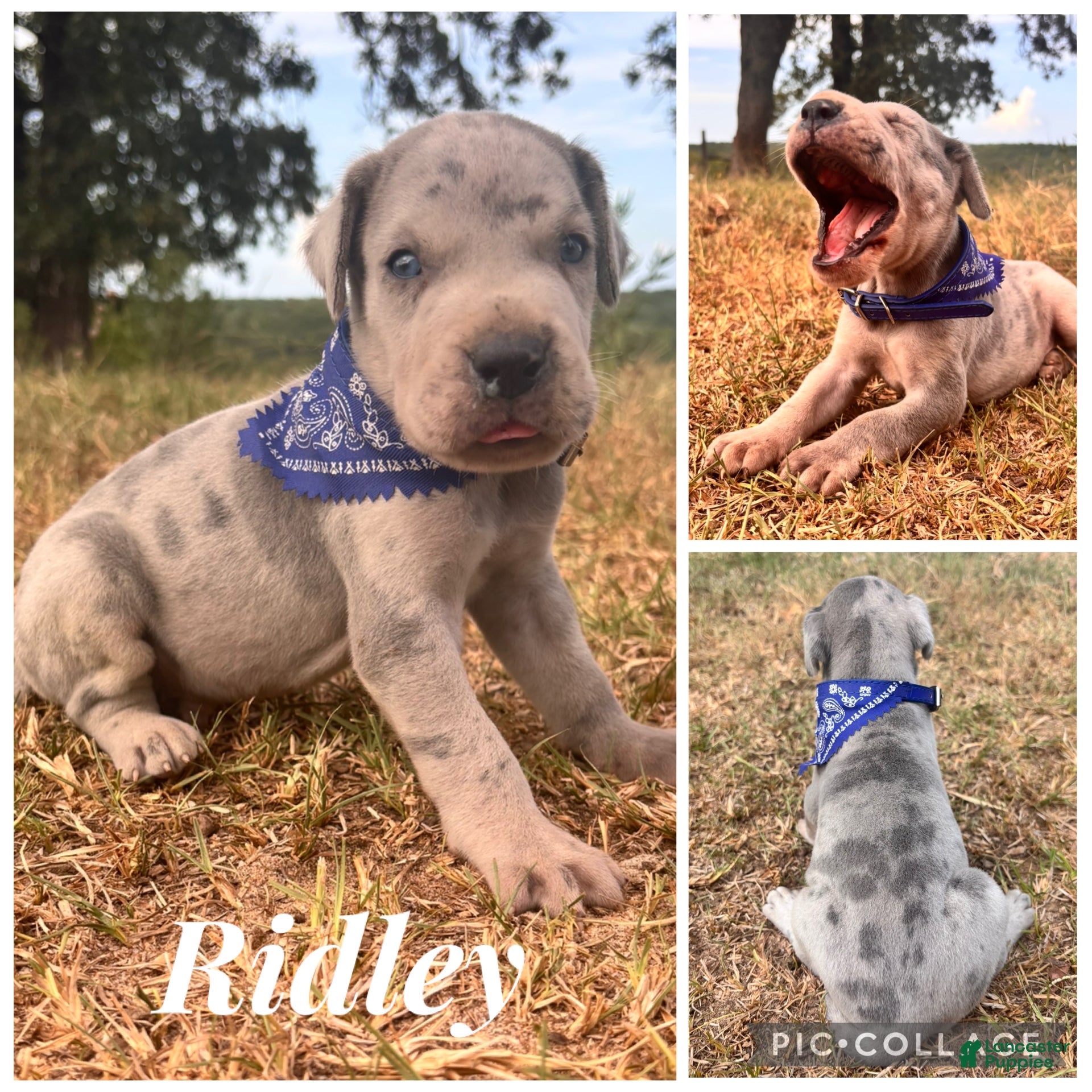 Great Dane dogs Euro Ridley  - Ad 1