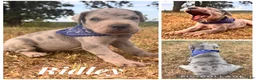 Great Dane dogs for sale: Euro Ridley  - Ad 7