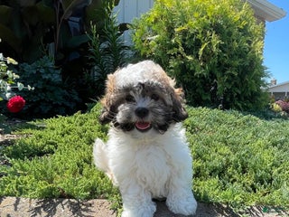 Teddy Bear dogs - Ad 7