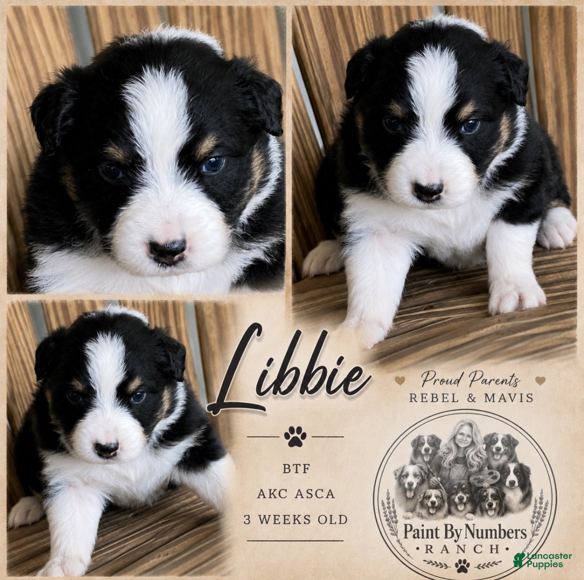 Australian Shepherd dogs Libbie - Ad 8