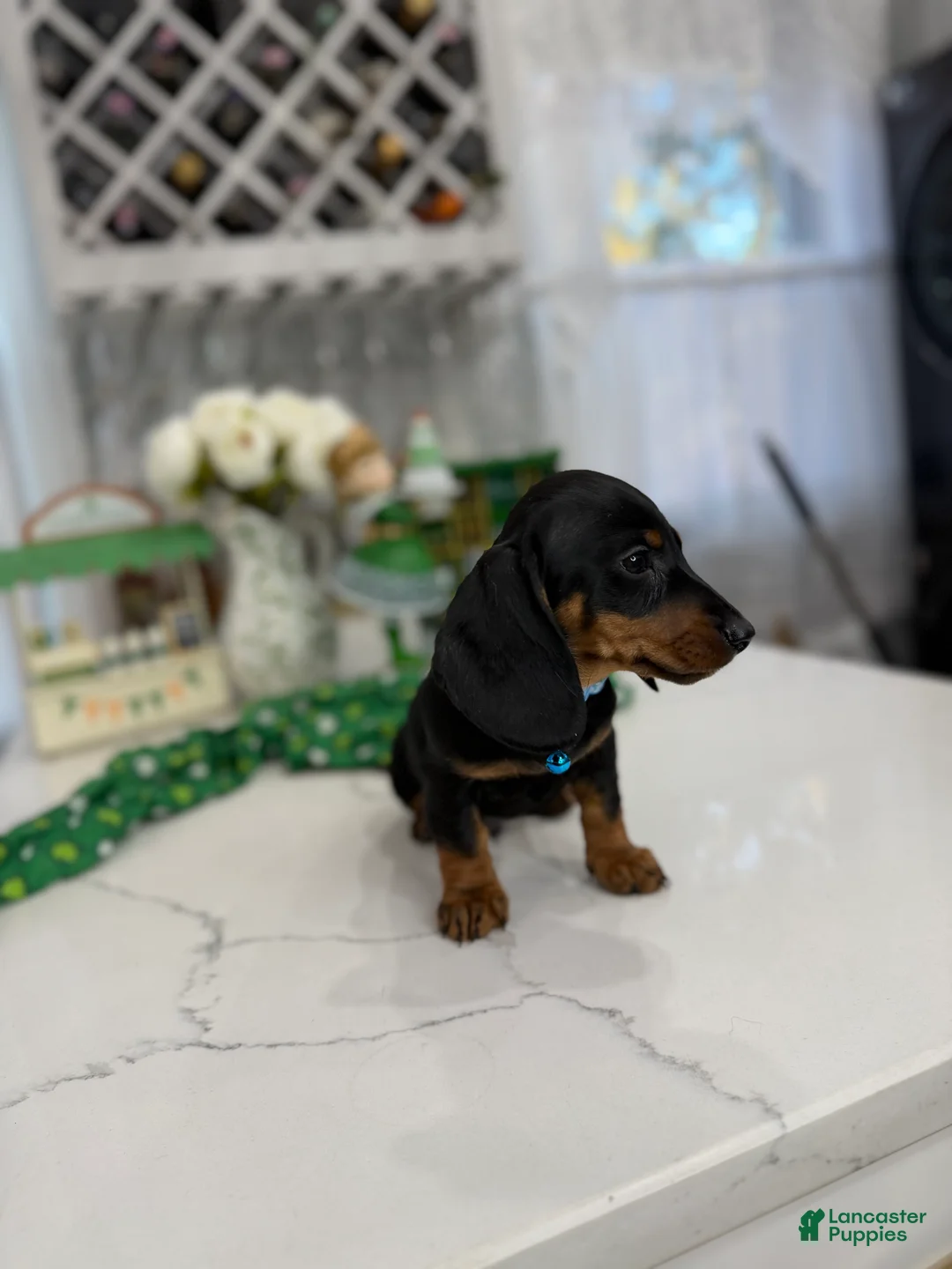 Miniature Dachshund dogs for sale:  Drake - Ad 2