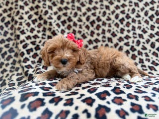 Cavapoo dogs Mercedes - Ad 35